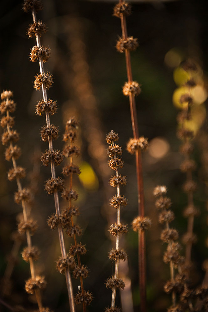 The Riverwood Conservancy 2